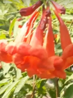 ต้นทองอุไร สีแดง-ส้ม สูง 40-55 ซ.ม. / ต้น