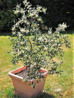 มะกอกแคนิโน (Canino Olive) หรือมะกอกดำ / 5 เม็ด (USA)