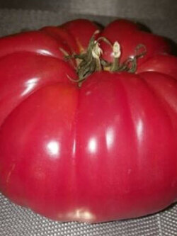มะเขือเทศ ผลยักษ์ (Tomato Gigante Johnson) / 25 เม็ด (Spain)