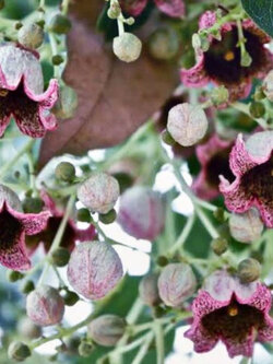 เคอราจอง (Kurrajong) / 15 เม็ด (Australia)