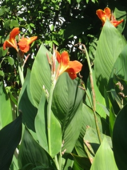 พุทธรักษา (Canna) สีส้ม-แดง / 10 เม็ด (ไทย)