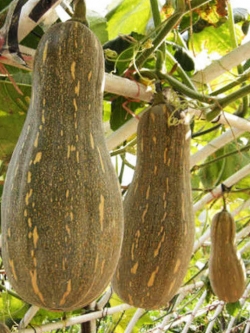 ฟักทองลูกยาว / ซอง 8 เม็ด (C044)