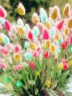 หญ้าหางกระต่าย (Rabbit Tail) คละ / 100 เม็ด