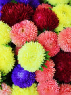 แอสเตอร์ (Aster) คละ / 500 เม็ด