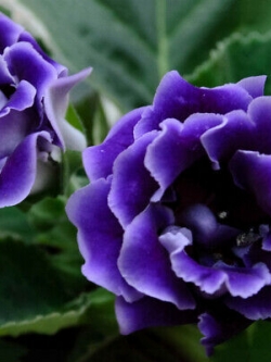 แอฟริกันไวโอเล็ต (African violet) สีน้ำเงิน-ม่วง / 100 เม็ด (นอก)