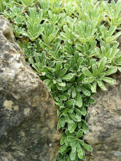 แซกซิฟรากา ฮอสที (Saxifraga hostii) / 15 เม็ด (Spain)