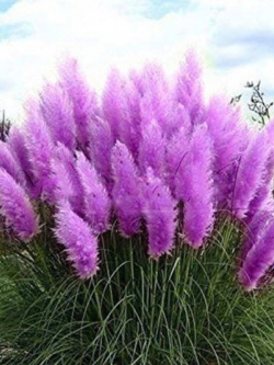 หญ้าภูเขา (Pampas grass) สีม่วง / 2,000 เม็ด