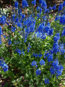 สปีดเวลล์ รอยัล บลู (Speedwell - Royal Blue) / 1,000 เม็ด (UK)