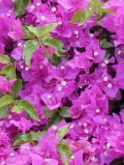 ต้นเฟื่องฟ้า สีม่วง สูง 30-40 ซ.ม. / ต้น