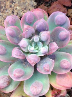 เอชชิวาเรีย - เรนดร็อป (Echeveria Raindrops) / 10 เม็ด (Australia)