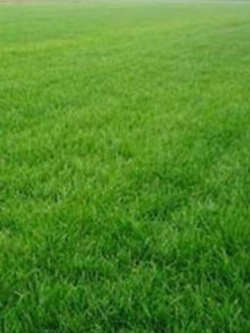 หญ้าสนามหญ้า สีเขียว / 10,000 เม็ด (นอก)
