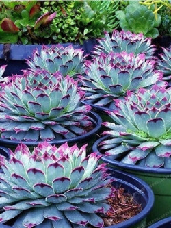 แคคตัสญี่ปุ่น / 50เม็ด