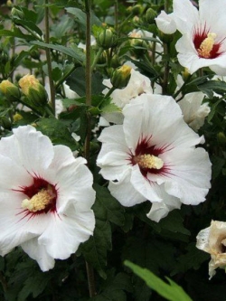 ชบา - เรดฮาร์ท (Hibiscus - Red Heart) / 50 เม็ด (UK)