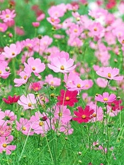 ดาวกระจายไทย ดอกสีชมพู / 100 เม็ด สวยมาก