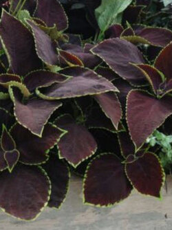 ฤาษีผสม ช็อคโกแลท มิ้นท์ (Coleus - Chocolate Mint) / 10 เม็ด (UK)