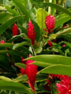 ต้นขิงแดง (Red Ginger) กระถาง สูง 40-60 ซ.ม. / ต้น