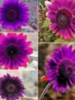 ทานตะวัน คละโทนสีม่วง / 20 เม็ด (นอก)