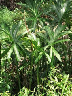 ต้นผักหนาม ถุงดำ สูง 30-50 ซ.ม. / ต้น (หายาก)