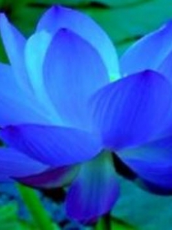 บัวสีฟ้าแซฟไฟร์ / 5 เม็ด (USA)