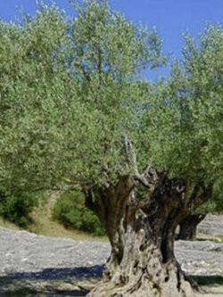 มะกอกโอลีฟ (Olive / Olea europaea) / 10 เม็ด (Spain) *