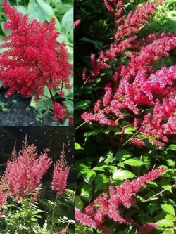 อัสดง (Astilbe) สีแดง / 50 เม็ด
