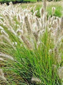 หญ้าน้ำพุจีน (Fountain grass) / 25 เม็ด (USA)