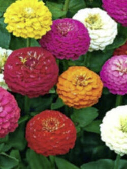 บานชื่น ลิลลี่พุท (Zinnia - Lilliput) คละ / 200 เม็ด (UK)*