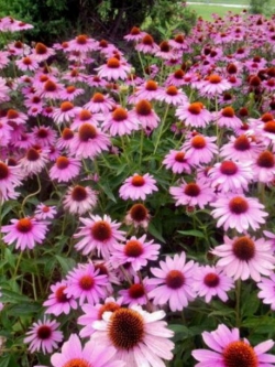 เอ็กไคนาเซีย (Echinacea) หรือ Coneflower / ซอง 100 เม็ด (S111)