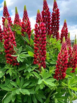 ลูพิน (Russell Lupin - The Pages Red) / Lupinus Polyphyllus สีแดง / 60 เม็ด (UK)