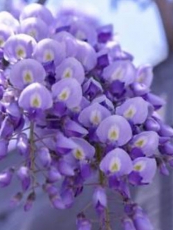วิสทีเรีย (Wisteria) สีม่วง / 20 เม็ด (China)