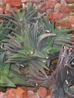 ฮาโวเทีย Haworthia scabra / 100 เม็ด