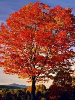 เมเปิ้ลอเมริกัน (American Maple) แดง / 25 เม็ด