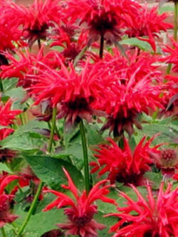 เบอกาม็อท (Bergamot) / 100 เม็ด (#1968)