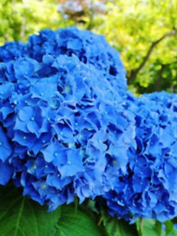 ไฮเดรนเยีย (Hydrangea) สีฟ้า / 25 เม็ด