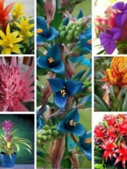 ดอกสับปะรด (Pineapple flowers) คละ / 10 เม็ด