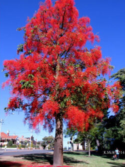 เพลิงภาณุ (Illawarra Flame Tree) / 5 เม็ด (Australia)
