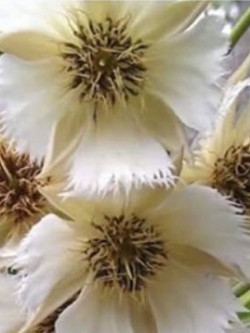 ต้นกระดิ่งนางฟ้าขาว กระถาง สูง 20-30 ซ.ม. / ต้น