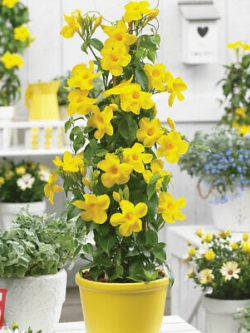 บานบุรีเหลือง ต้นเตี้ย / 50 เม็ด (นอก)