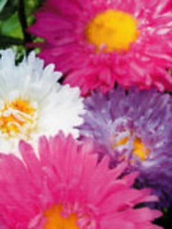 แอสเตอร์ (Aster) คละ / ซอง 50 เม็ด (A100)