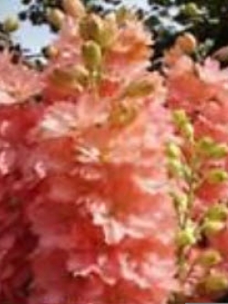 ฮอลลี่ฮ็อค (Hollyhock) สีชมพู / 100 เม็ด