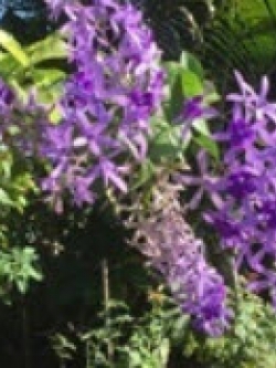 ต้นพวงครามออสเตรเลีย สีม่วง (S) / ต้น