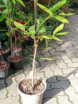 ต้นชมพู่หวานอินโด กิ่งตอน กระถาง 10 นิ้ว สูง 75-100 ซ.ม.