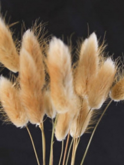 หญ้าหางกระต่าย สีทอง / 100 เม็ด