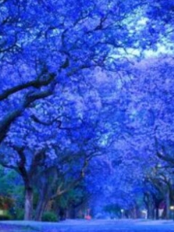 ศรีตรัง (Jacaranda) น้ำเงิน / 10 เม็ด (นอก)