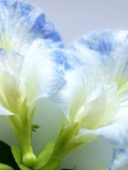 อัญชัน สีขาวขอบฟ้า / 10 เม็ด (P2S)