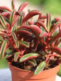 เปปเปอร์โรเมีย (Peperomia Claveolens) / 50 เม็ด (ขายดี)