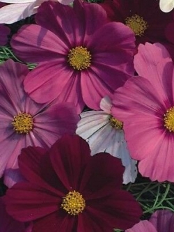 ดาวกระจาย เซ็นเซชั่น (Cosmos - Sensation) คละ / 100 เม็ด (UK)*