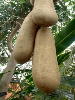 ต้นไส้กรอก (sausage tree) / 10 เม็ด (China)