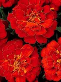 ดาวเรืองฝรั่งเศส (French Marigold) สีแดง / 45 เม็ด (UK)