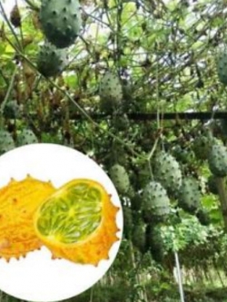แตงหนาม / คิวาโน (Kiwano) / 25 เม็ด (China)